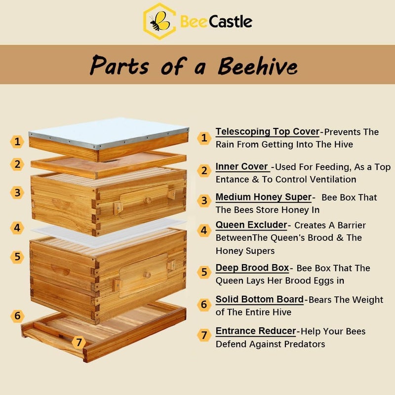 BeeCastle 10-Frame Langstroth Beehive, Beeswaxed Coated Bee Hive Starter Kit for Beekeeping Beginners with Beehive Frame and Waxed Foundation (1 Deep Beehive Box & 1 Medium Beehive Box) - Image 2
